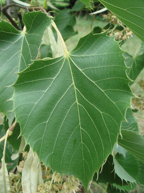 Tilia henryana feuille